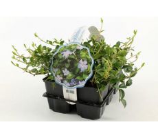Vinca Minor, 6-pack