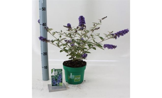 Buddleja Free Petite `Lavender Flow`, pot 15 cm, h 50 cm