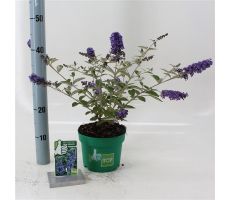 Buddleja Free Petite `Lavender Flow`, pot 15 cm, h 50 cm