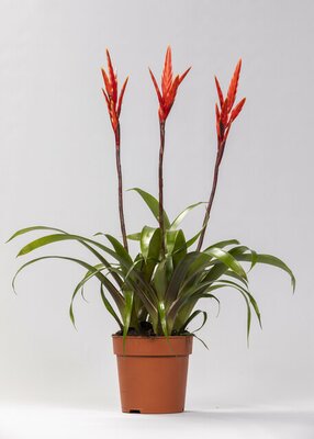 Vriesea  'Elan, pot 12 cm, h 55 cm