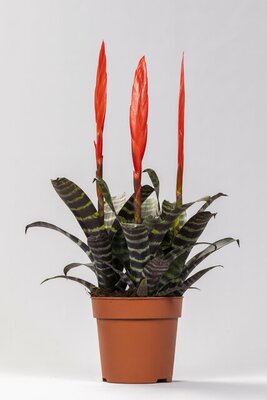 Vriesea  'Era, pot 12 cm, h 55 cm