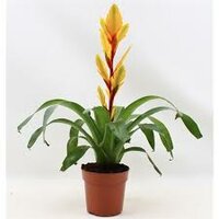 Vriesea  'Vision, pot 12 cm 45 cm