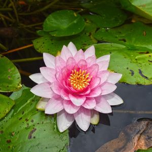 Waterplanten