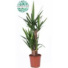 Yucca 60-30-20, pot 21 cm, h 90 cm