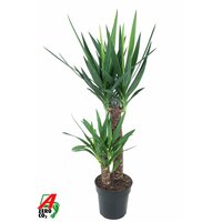 Yucca 60-30, pot 21 cm, h 110 cm