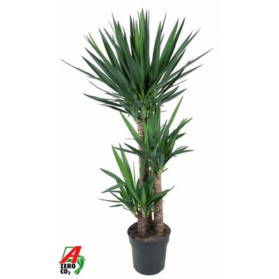 Yucca, 90-60-30, pot 24 cm, h 155 cm