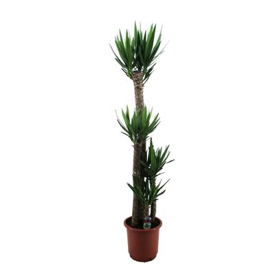 Yucca elephantipes 60-30, pot 21 cm, h 100 cm