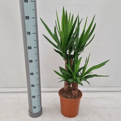 Yucca elephantipes, pot 21 cm, h 100 cm