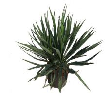 Yucca gloriosa 'Variegata' pot 19cm, h 50 cm - afbeelding 1