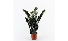 Zamioculcas zamiifolia 'Super Nova, pot 17 cm, h 60 cm