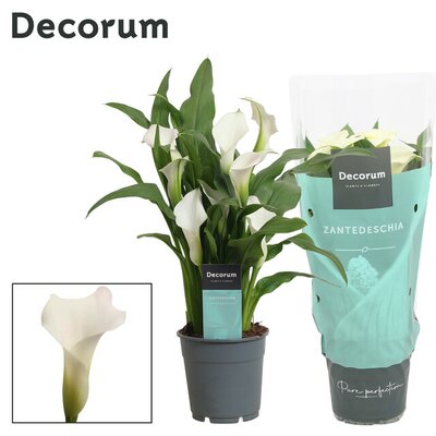 Zantedeschia  'Captain Fresco, pot 12 cm, h 35 cm