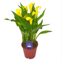 Zantedeschia  'Sunclub, pot 10,5 cm, h 35 cm