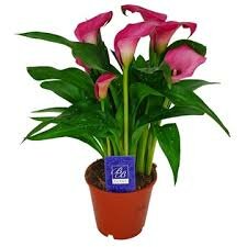 Zantedeschia  'Zazu, pot 12 cm, h 35 cm